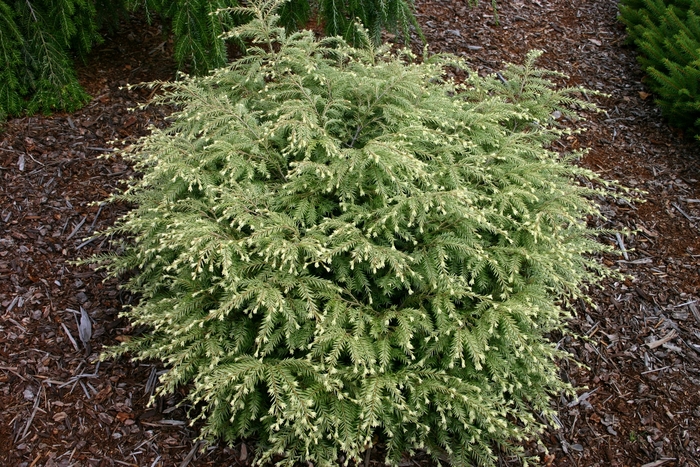 'Moon Frost' Canadian Hemlock - Tsuga canadensis from Winding Creek Nursery