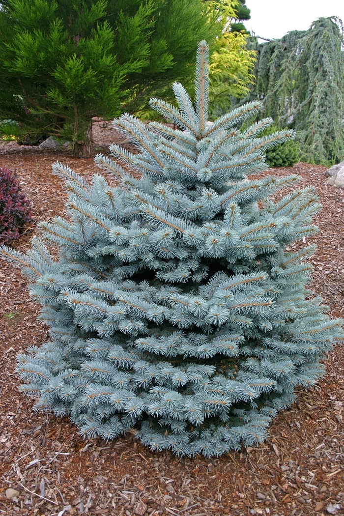 'Montgomery' Blue Spruce - Picea pungens from Winding Creek Nursery