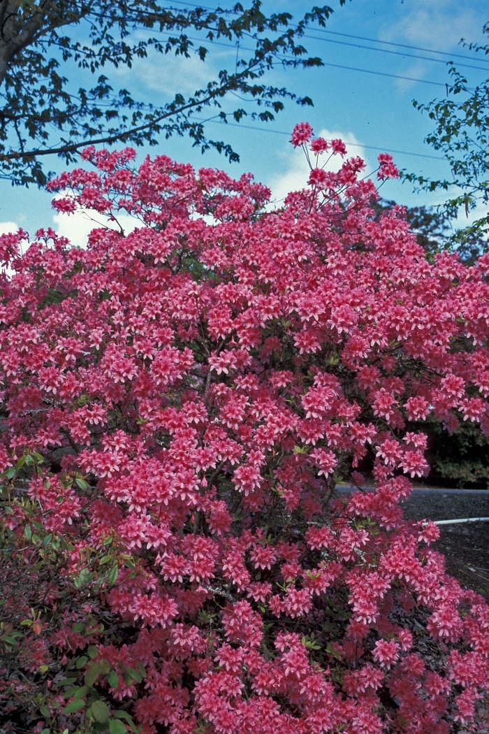 'Rosy Lights' - Rhododendron Northern Lights hybrid from Winding Creek Nursery