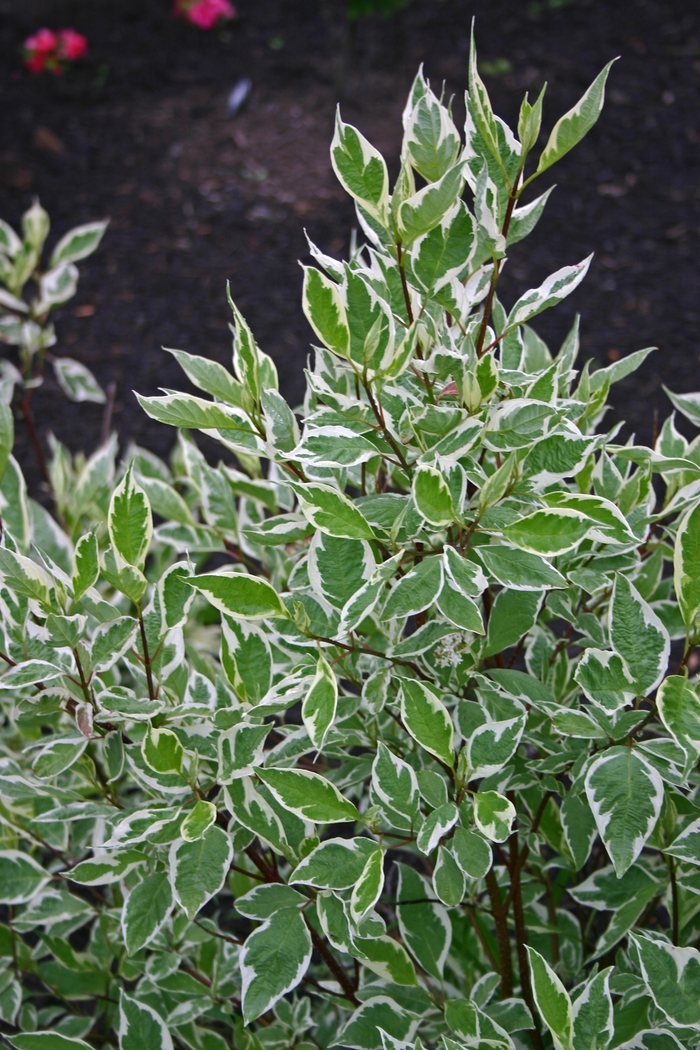 'Ivory Halo®' Dogwood - Cornus alba from Winding Creek Nursery