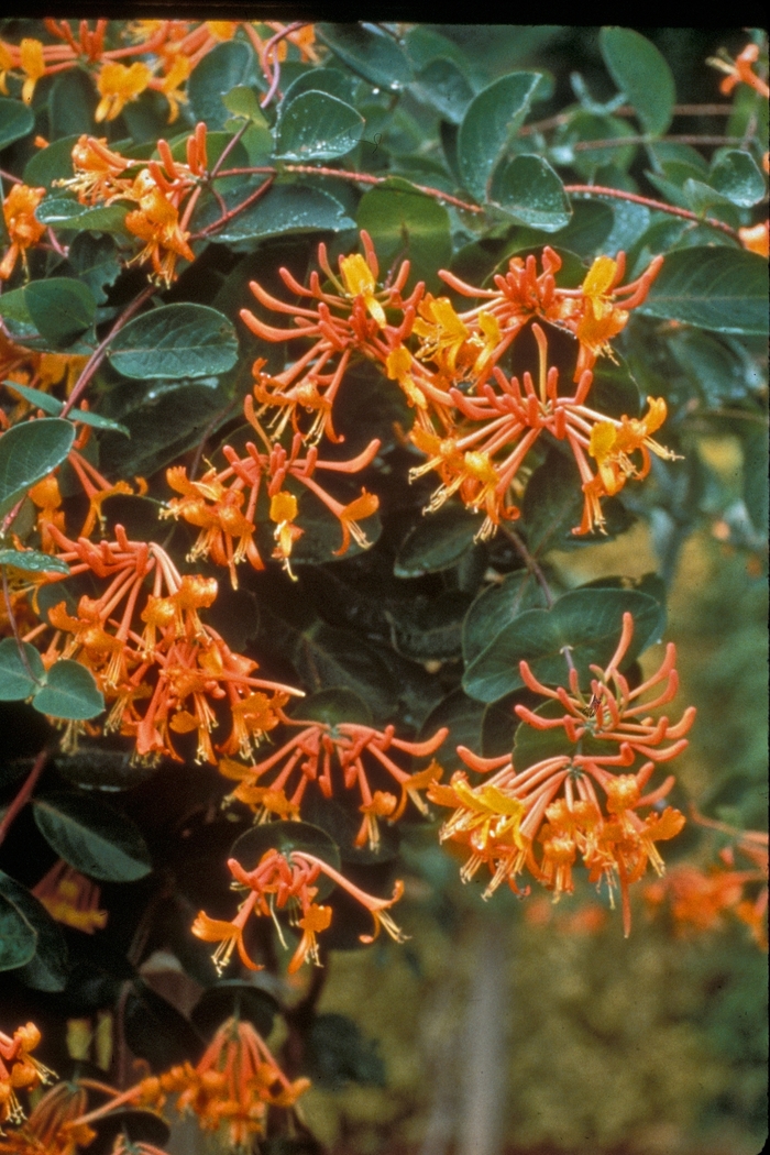 'Mandarin' Honeysuckle Vine - Lonicera from Winding Creek Nursery