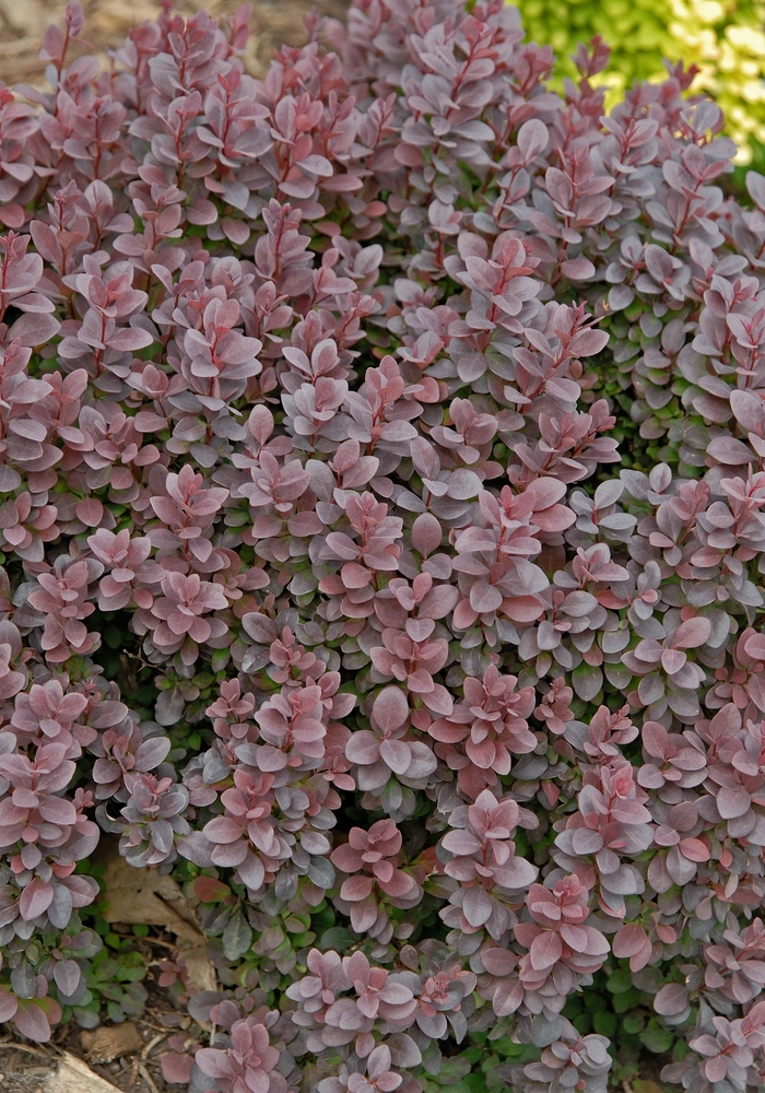 'Concorde' Barberry - Berberis thunbergii from Winding Creek Nursery