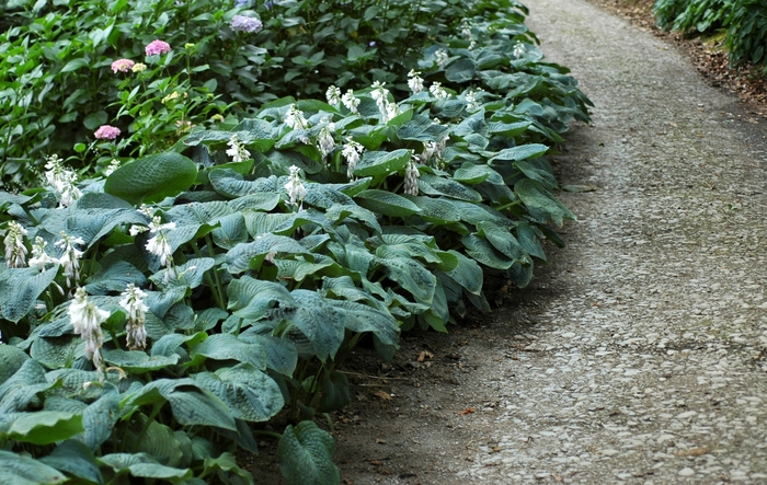 'Elegans' Hosta, Plantain Lily - Hosta sieboldiana from Winding Creek Nursery