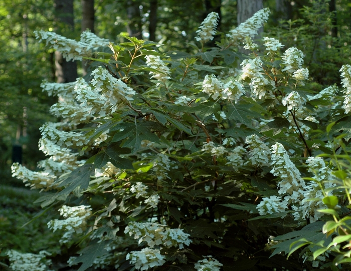 'Alice' Oakleaf Hydrangea - Hydrangea quercifolia from Winding Creek Nursery