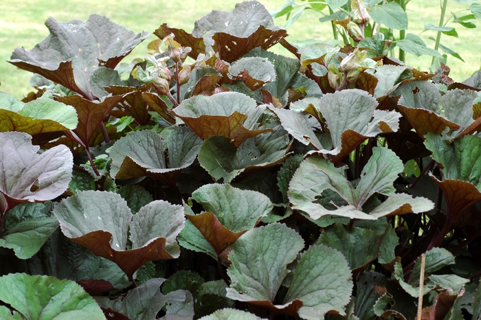 'Othello' Big Leaf Ligularia - Ligularia dentata from Winding Creek Nursery