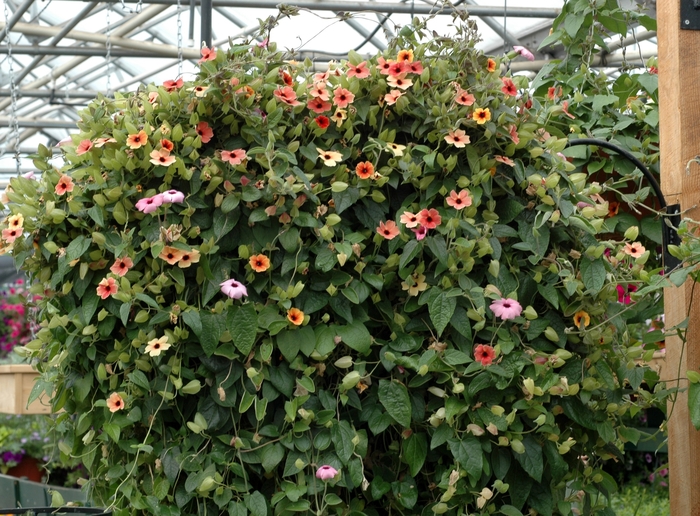 Black-eyed Susan Vine - Thunbergia alata from Winding Creek Nursery