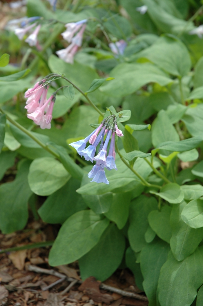 Virginia bluebell - Mertensia virginica from Winding Creek Nursery