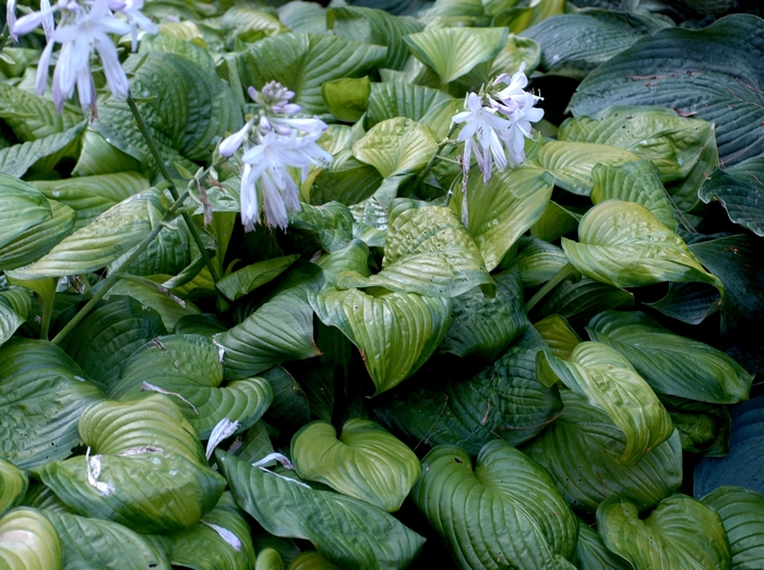 'Guacamole' Hosta, Plantain Lily - Hosta from Winding Creek Nursery