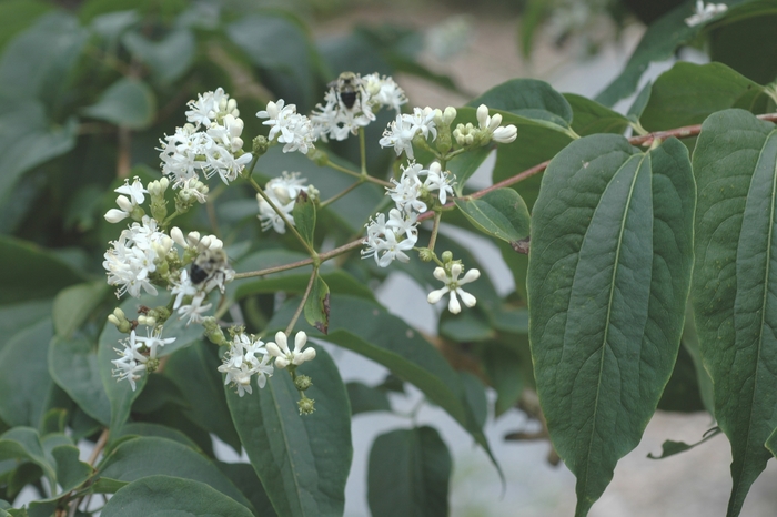 Seven Son Flower - Heptacodium miconioides from Winding Creek Nursery