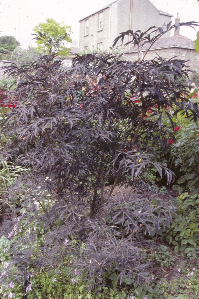 ''Black Lace®'' Elderberry - Sambucus nigra from Winding Creek Nursery