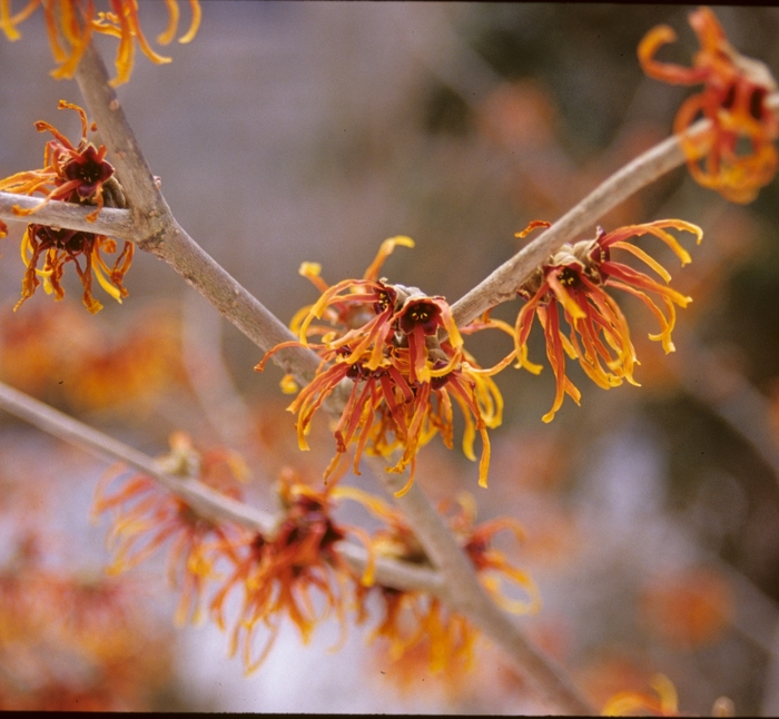 'Jelena' Jelena Witchhazel - Hamamelis x intermedia from Winding Creek Nursery