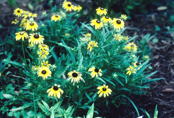 'Viette's Little Suzy' Black-eyed Susan - Rudbeckia fulgida var. speciosa from Winding Creek Nursery