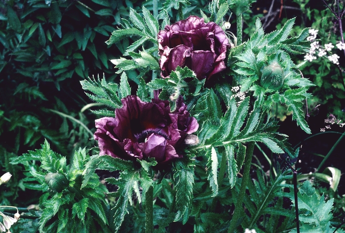 'Patty's Plum' Oriental Poppy - Papaver orientale from Winding Creek Nursery