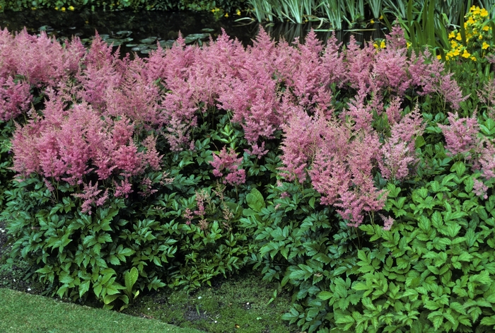 'Rheinland' - Astilbe japonica from Winding Creek Nursery