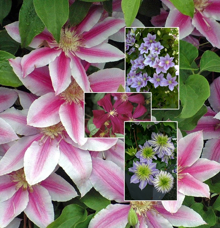 'Multiple Varieties' - Clematis from Winding Creek Nursery