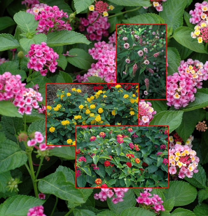 Assorted Lantana - Lantana from Winding Creek Nursery