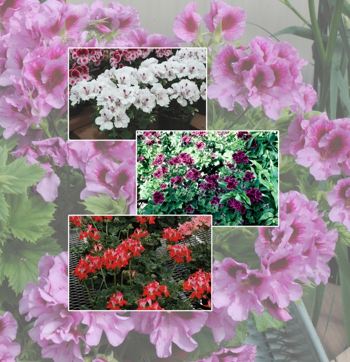 'Multiple Varieties' - Geranium from Winding Creek Nursery