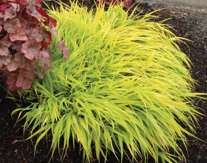 'All Gold' Japanese Forest Grass - Hakonechloa macra from Winding Creek Nursery