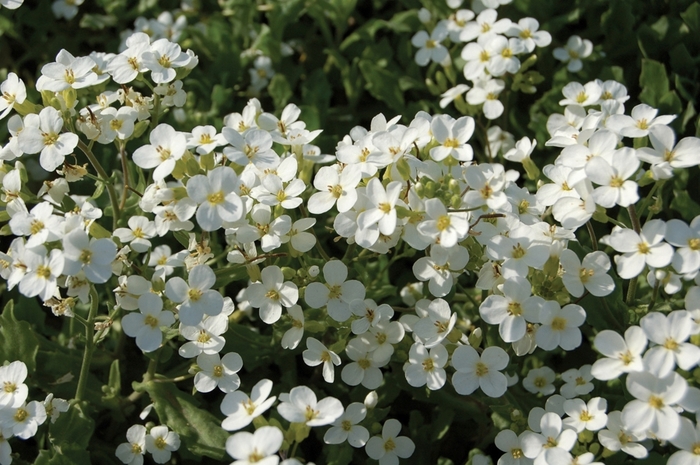 'Snowcap' Rock Cress - Arabis caucasica from Winding Creek Nursery