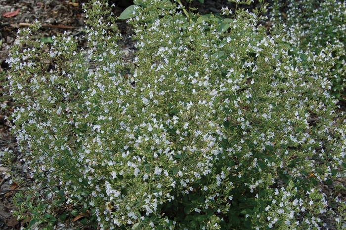 Calamint - Calamintha nepeta ssp nepeta from Winding Creek Nursery