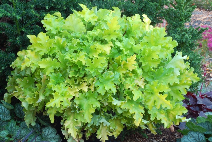 Marmalade™ 'Lime' - Heuchera (Coral Bell) from Winding Creek Nursery