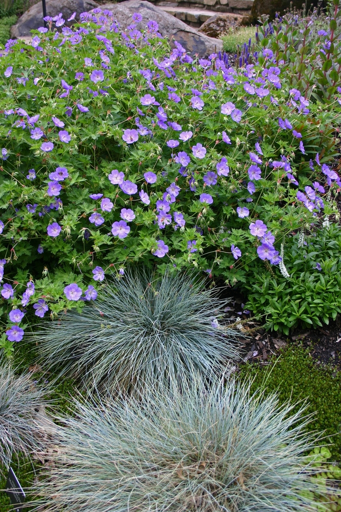 'Rozanne' Cranesbill - Geranium from Winding Creek Nursery