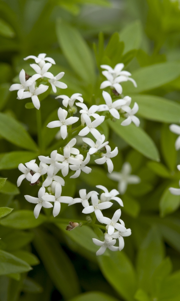 Sweet Woodruff - Galium odoratum from Winding Creek Nursery