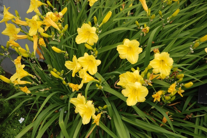 'Happy Returns' Daylily - Hemerocallis from Winding Creek Nursery