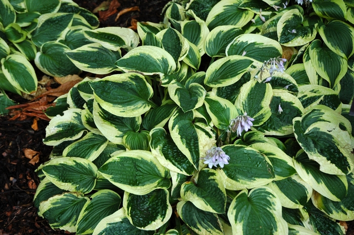 'Wide Brim' Hosta, Plantain Lily - Hosta from Winding Creek Nursery