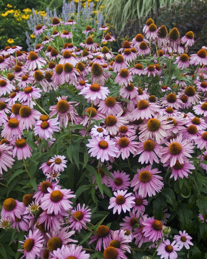 'Magnus' Coneflower - Echinacea purpurea from Winding Creek Nursery