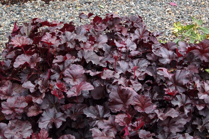 ''Obsidian'' Coral Bells - Heuchera from Winding Creek Nursery