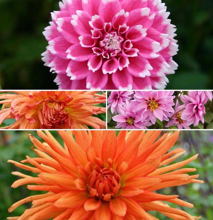 'Multiple Varieties' - Dahlia from Winding Creek Nursery