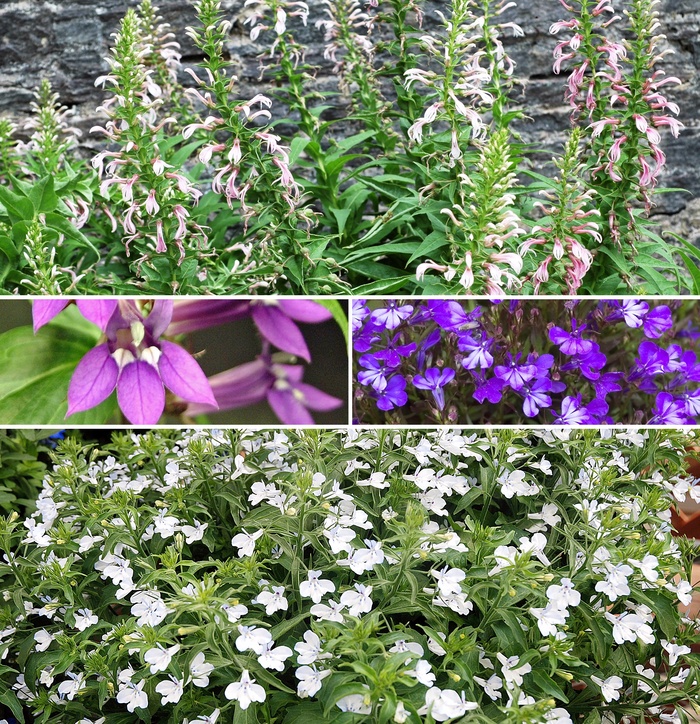 'Multiple Varieties' - Lobelia from Winding Creek Nursery