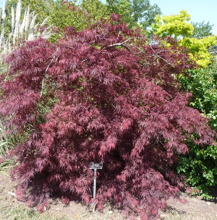 'Tamukeyama' Japanese Maple - Acer palmatum var. dissectum from Winding Creek Nursery