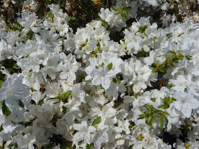 'Delaware Valley White' Azalea - Rhododendron Glenn Dale hybrid from Winding Creek Nursery