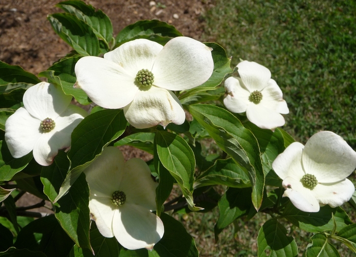 Chinese Dogwood or Kousa Dogwood - Cornus kousa from Winding Creek Nursery