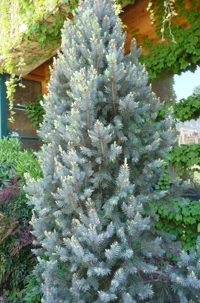 'Iseli Fastigiate' Columnar Blue Spruce - Picea pungens from Winding Creek Nursery