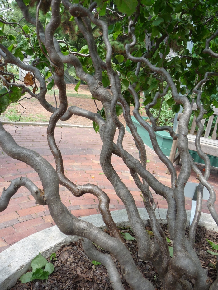 'Contorta' Harry Lauder's Walking Stick - Corylus avellana from Winding Creek Nursery