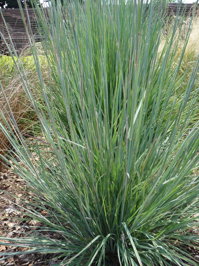 Little Bluestem - Schizachyrium scoparium from Winding Creek Nursery