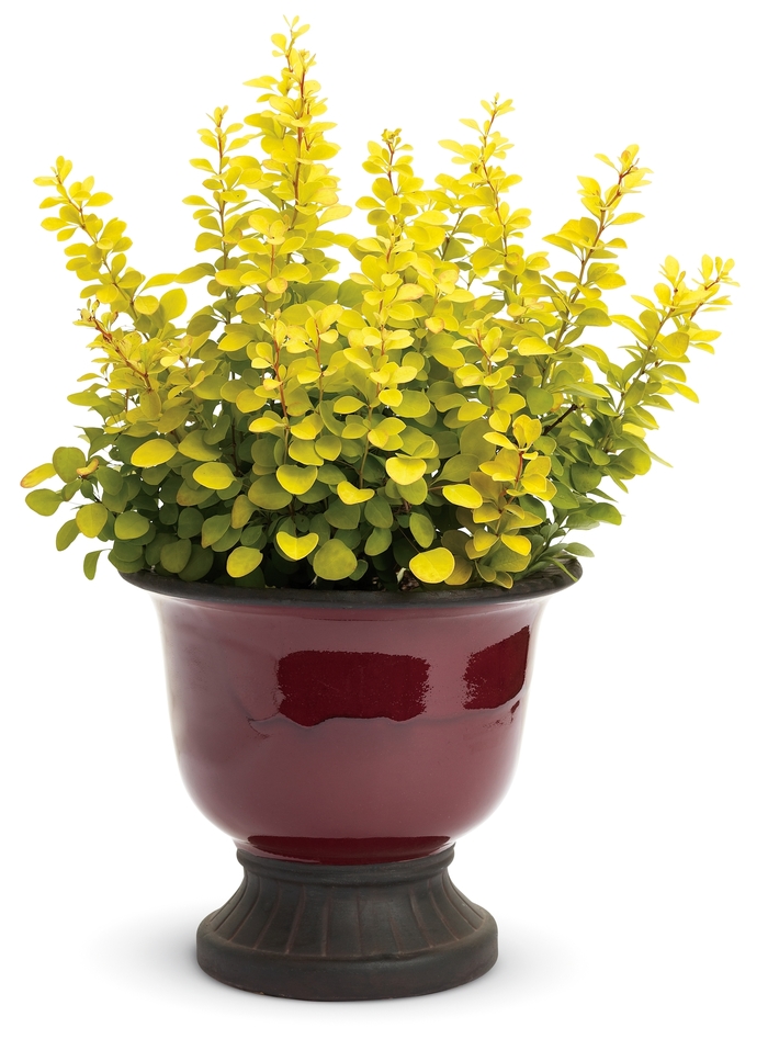 'Sunjoy Gold Pillar®' Barberry - Berberis thunbergii from Winding Creek Nursery