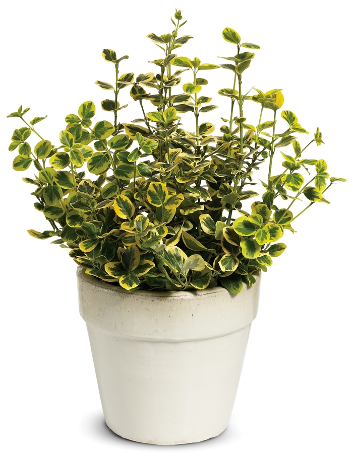 ''Gold Splash®'' Wintercreeper - Euonymus fortunei from Winding Creek Nursery