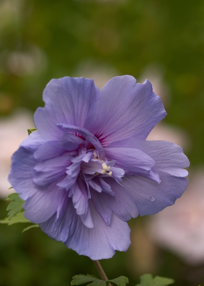 ''Blue Chiffon®'' Rose of Sharon - Hibiscus syriacus from Winding Creek Nursery