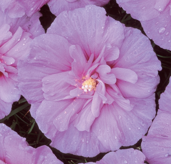 ''Lavender Chiffon&reg;'' Rose Of Sharon - Hibiscus syriacus from Winding Creek Nursery