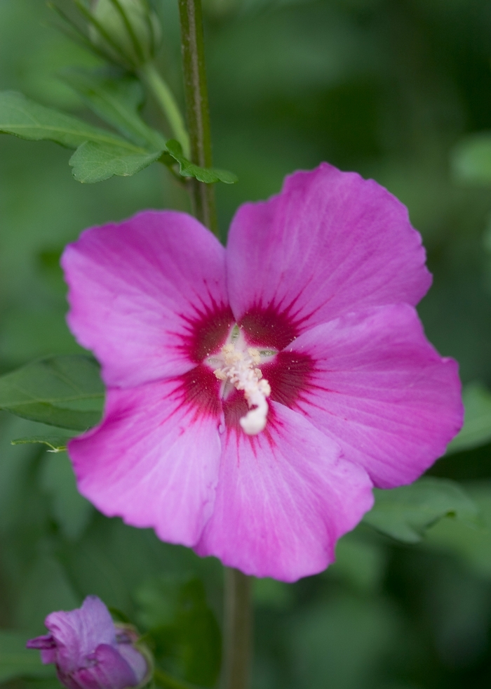 'Violet Satin®' Rose of Sharon - Hibiscus syriacus from Winding Creek Nursery