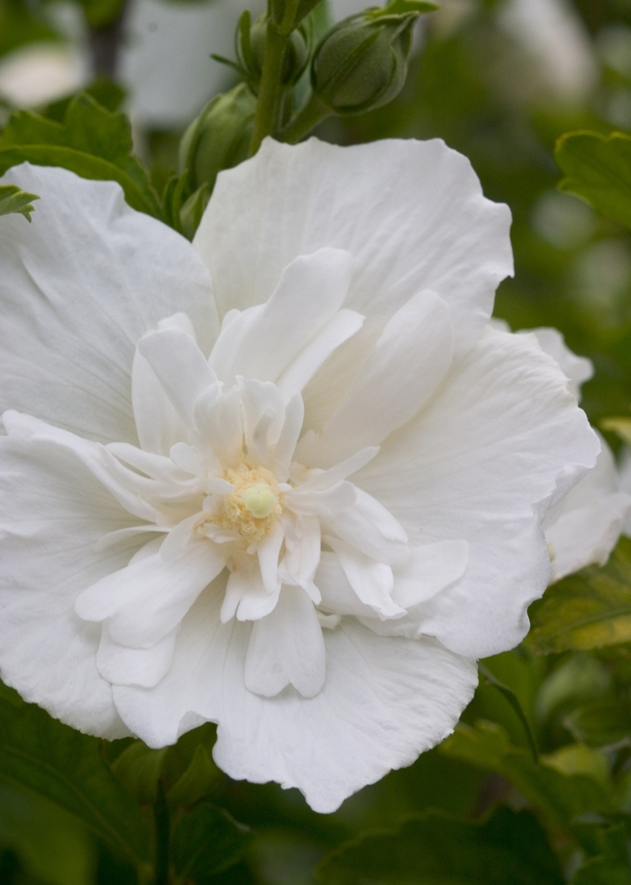 ''White Chiffon®'' Rose of Sharon - Hibiscus syriacus from Winding Creek Nursery