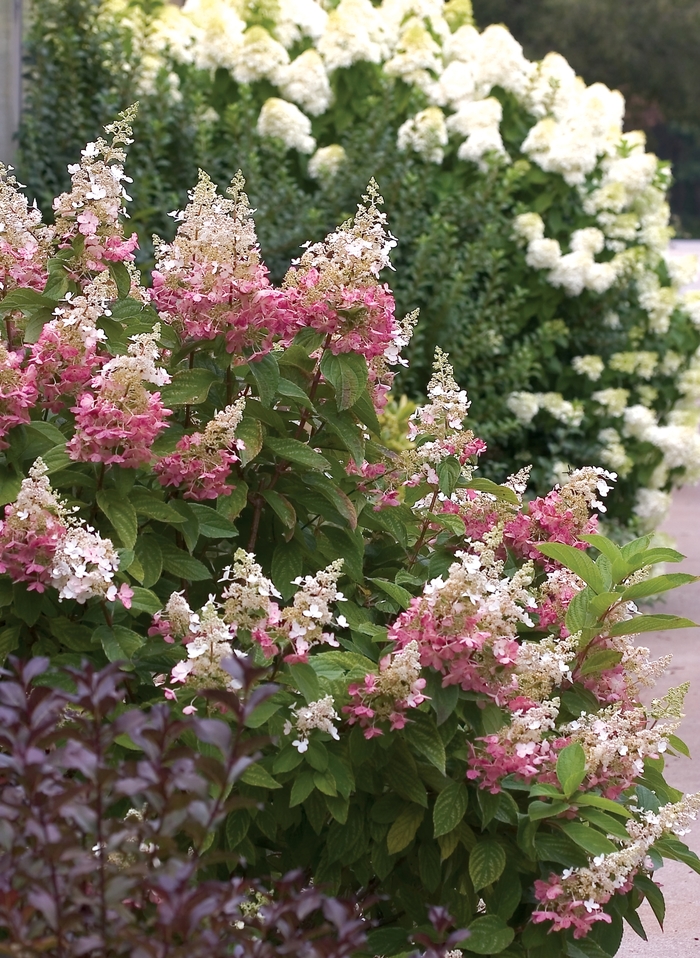 'Pinky Winky®' Panicle Hydrangea - Hydrangea paniculata from Winding Creek Nursery