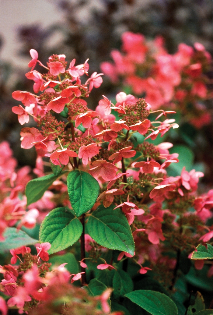 ''Quick Fire®'' Panicle Hydrangea - Hydrangea paniculata from Winding Creek Nursery