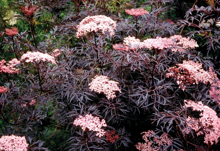 ''Black Lace®'' Elderberry - Sambucus nigra from Winding Creek Nursery