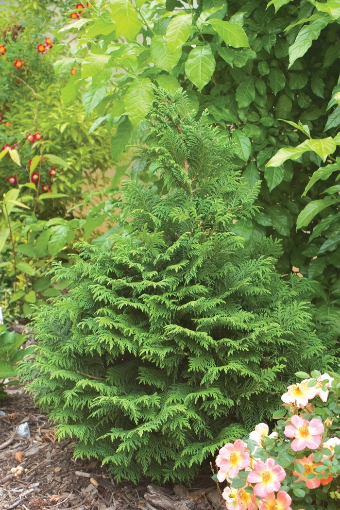 False Cypress - Chamaecyparis pisifera from Winding Creek Nursery