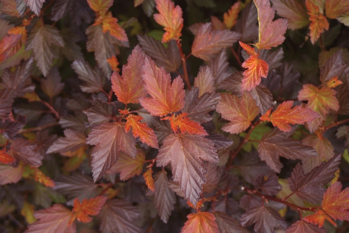 ''Coppertina®'' Ninebark - Physocarpus opulifolius from Winding Creek Nursery